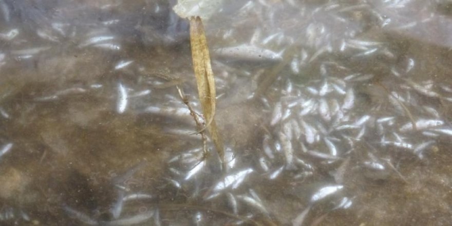 Kozan'da derede yüzlerce balık telef oldu