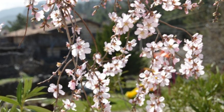 Antalya'da badem ağaçları çiçek açtı