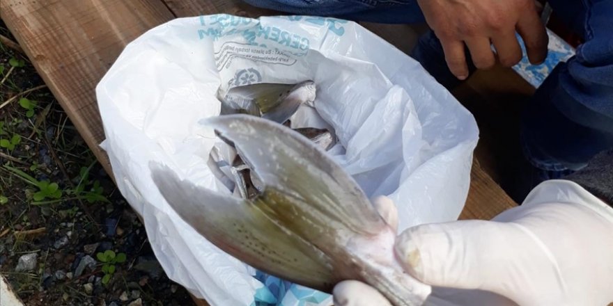 Mersin'de 15 balıkçı 4 bin 66 balon balığı avladı