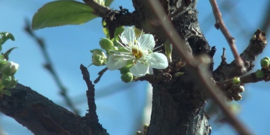 Kış ortasında çiçek açtı, çiftçiler tedirgin