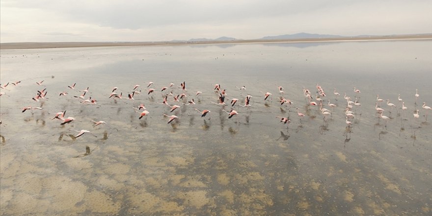 Flamingoların Düden Gölü'ne erken gelmesi doğaseverleri endişelendirdi