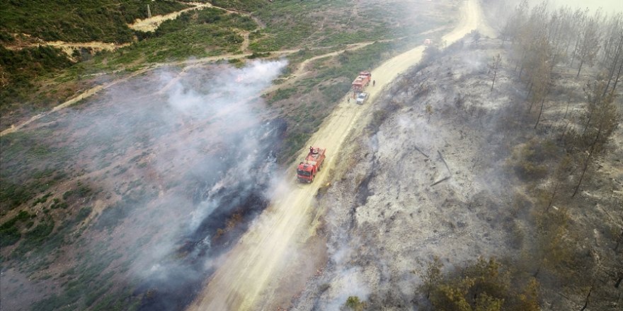 Yanan ormanlık alanları küllerinden yeşertmek için çalışıyorlar