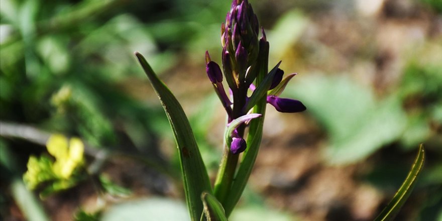 İzinsiz orkide toplayan 2 kişiye 160 bin 930 lira ceza