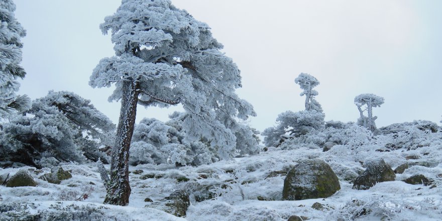 Sibirya değil Kazdağları