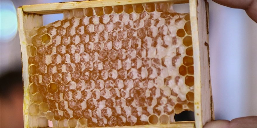 Vücuda direnç veren propolise talep salgın döneminde daha da arttı