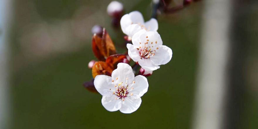 Baharın müjdeleyicisi ilk cemre düştü