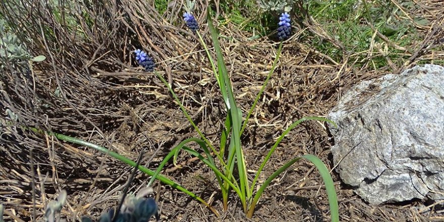 Amanos Dağları'nda yeni sümbül türü keşfedildi