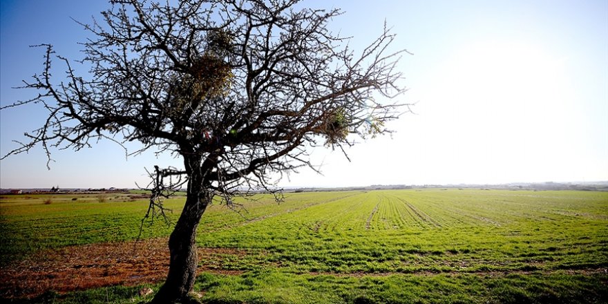 Kuraklığın ardından gelen yağışlar bereketli olacak inşallah