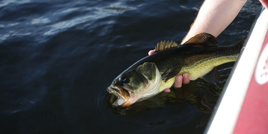 İnsan faaliyetleri tatlı su balıklarının neslini tüketiyor