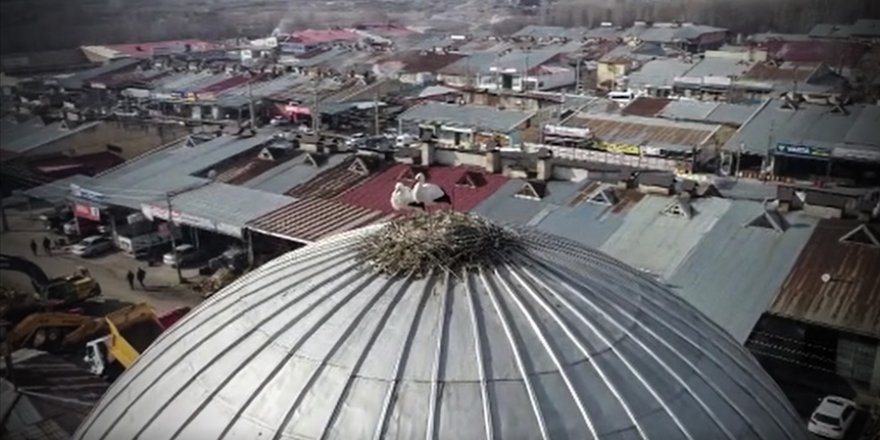 Bingöl'de yuva yapan 2 leylek 4 yıldır göç etmedi