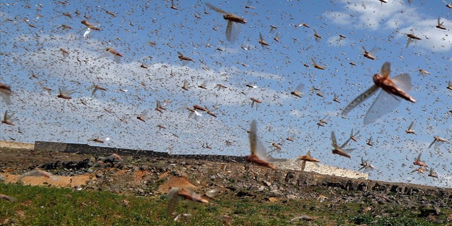 Tanzanya çekirge sürülerinin istilasıyla karşı karşıya