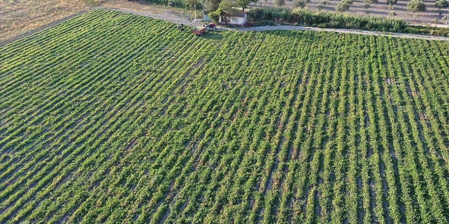 Tarım ve Orman Bakanlığı bireysel sulama sistemi yatırımlarına destek verecek