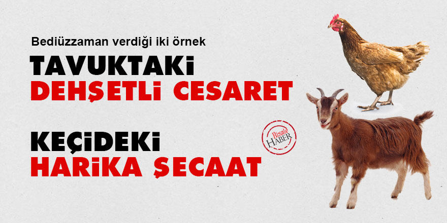 Bediüzzaman: Tavuktaki dehşetli cesaret, keçideki harika şecaat