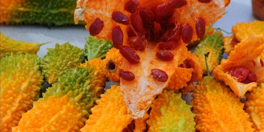 Kudret narının kırık tedavisinde olumlu etkileri tespit edildi