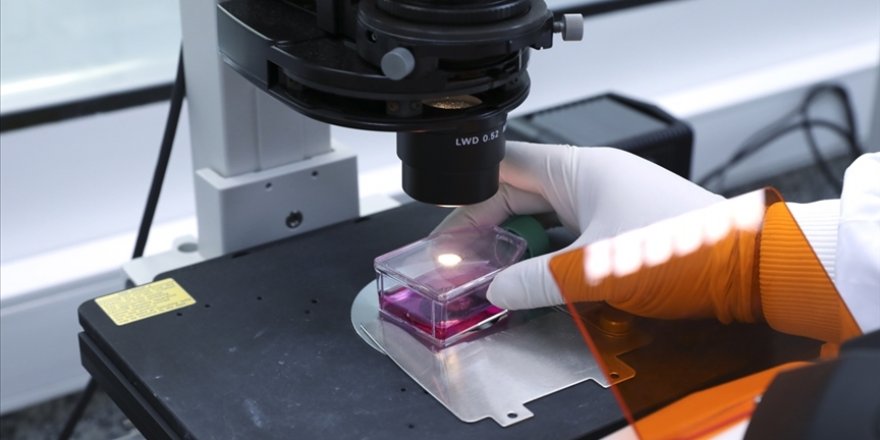 ABD'li uzmanlar karaciğerde onarımı ve yenilenmeyi sağlayan hücreleri ve yerlerini tespit etti