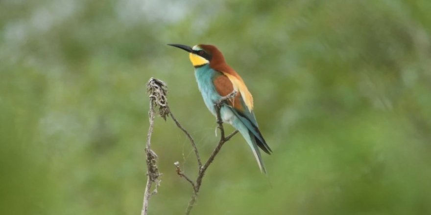 100'e yakın kuş türünü böyle görüntüledi, çektiklerini klip haline getirdi