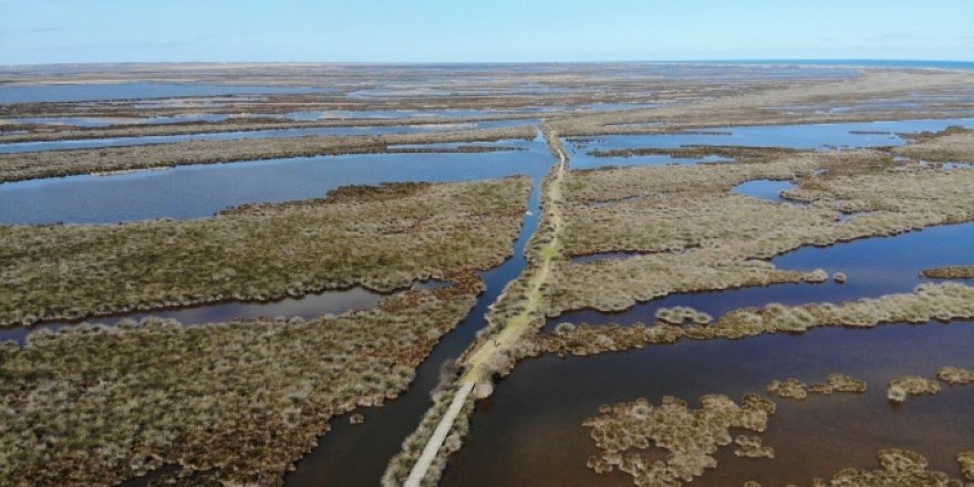 Kızılırmak Deltası'nda sevindiren görüntü