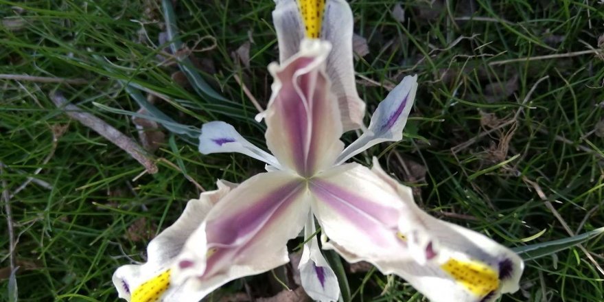 Baharın müjdecisi "Nevruz Çiçeği" açtı