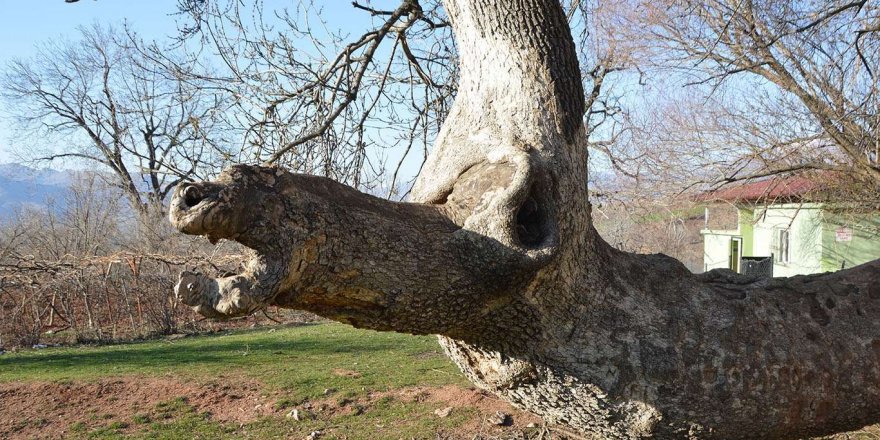 Uzmanlardan kanserli çınarlara ilişkin 'can kurtaran' uyarılar
