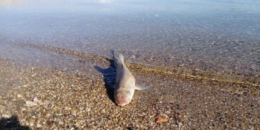 Bodrum'da sahile ölü köpek balığı vurdu