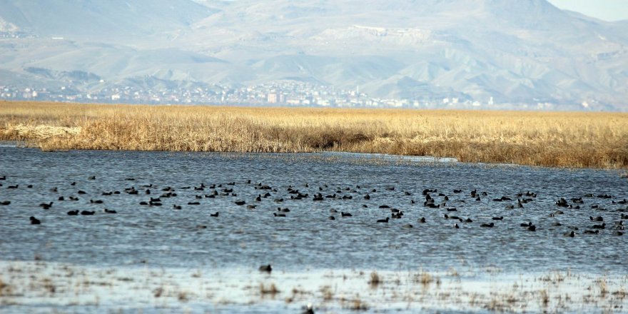 Kuş Cenneti'nde göç hareketliliği başladı