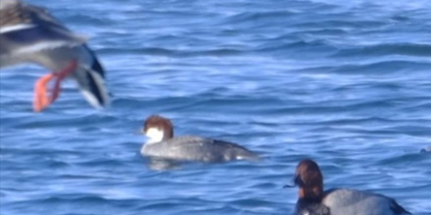 Çıldır Gölü'nde yeni bir kuş türü gözlemlendi