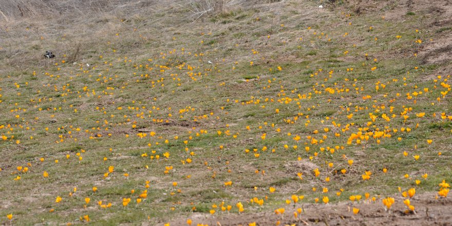 Gölcük Yaylası'nda doğal görsel şölen