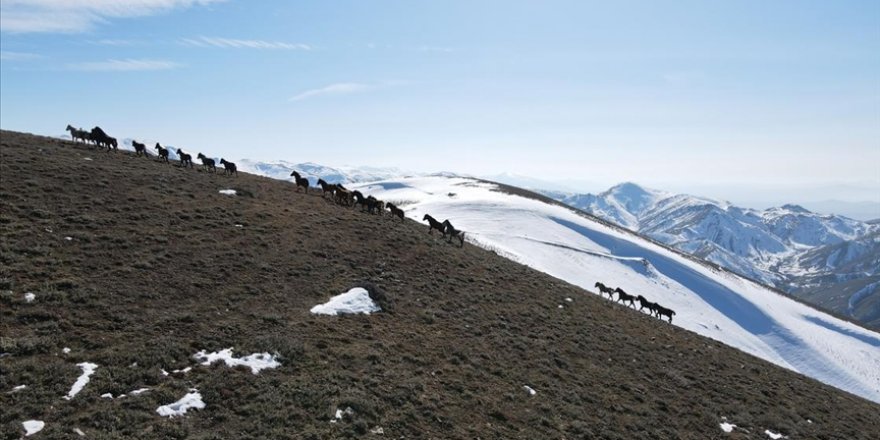 Emir Dağları'ndaki yılkı atları drone ile görüntülendi