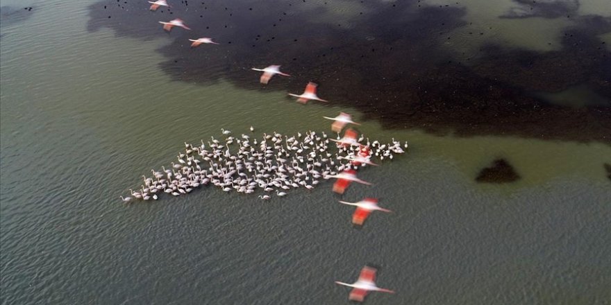 Doğa araştırmacıları insan varlığının devamı için 'ekolojik dengenin korunması' uyarısında bulundu