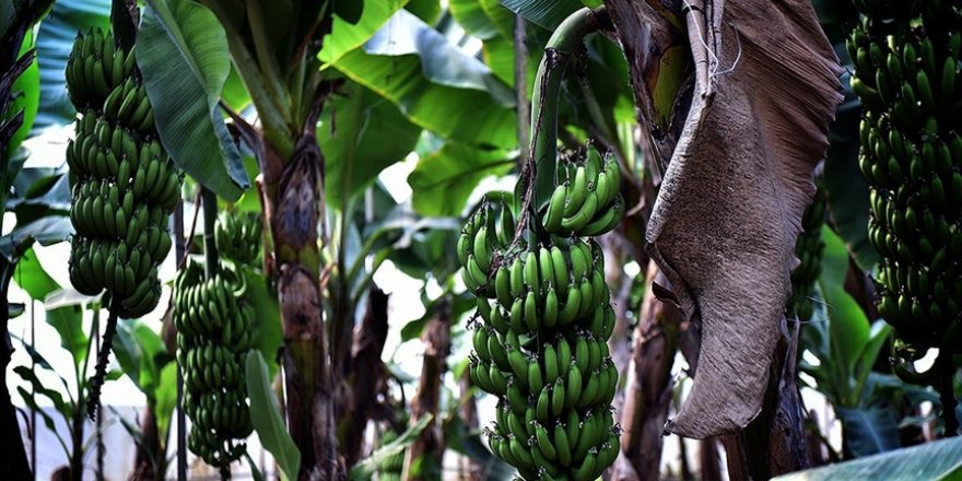 Yerli muzda bu yıl hedef 900 bin ton rekolte