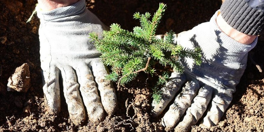 Aile, Çalışma ve Sosyal Hizmetler Bakanlığı 81 ilde 'Mercan Ormanları' oluşturacak