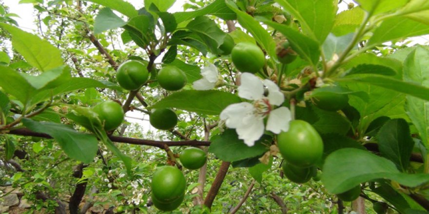 Yeşil eriğin fiyatı çeyrek altınla yarışıyor