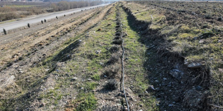 Çöplük, lavanta bahçesine dönüştü