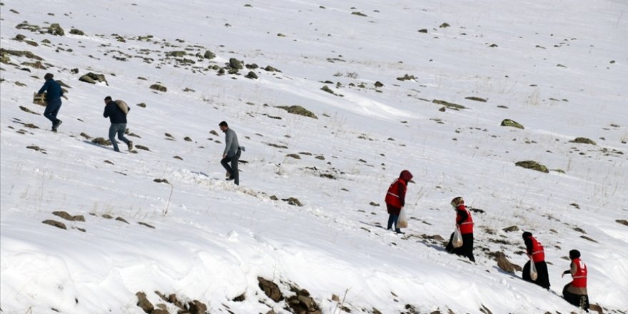 Ağrı'da yabani hayvanlar için karlı dağlara yem bırakıldı