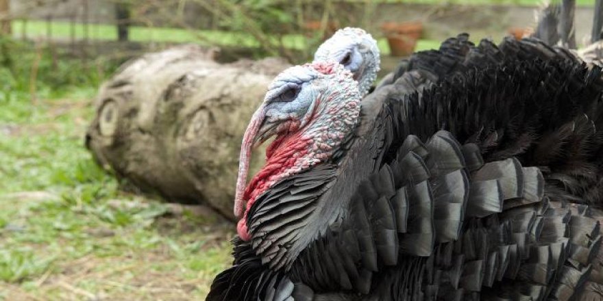 Danimarka'da ilk kez hindilerde kuş gribine rastlandı