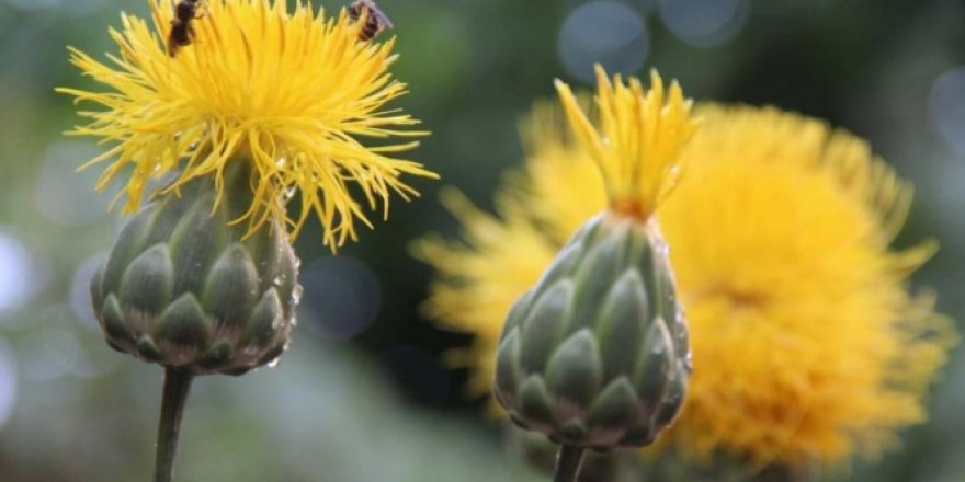 Kuşadası'nda 17 kök 'tülüşah' korumaya alındı