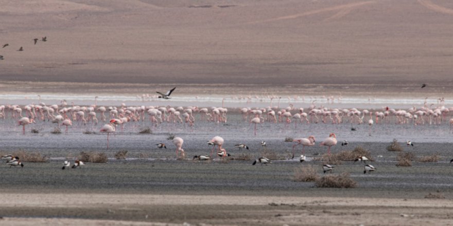 Düden Gölü'ndeki flamingo sayısı düştü