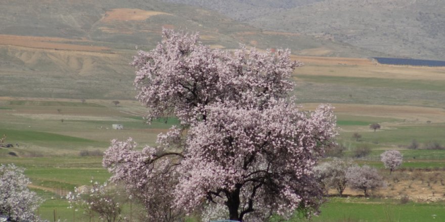 Gercüş'te çiçek açan ağaçlar kartpostallık görüntüler oluşturdu