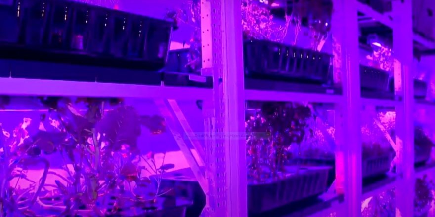 Konteynerde dikey tarımla bitki verimi 10'a katlandı