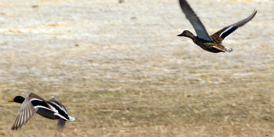 Göç etmeyen kuşlar Ağrı Dağı Milli Parkı'na renk katıyor