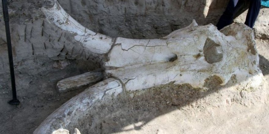 Kayseri'de bulunan 7.5 milyon yıllık fosil literatüre girecek