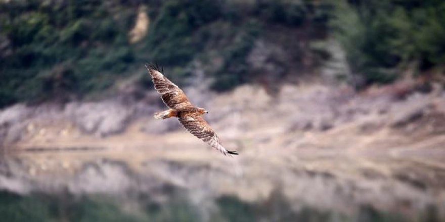 Son 6 ayda tedavi edilen 856 yabani hayvan doğaya salındı
