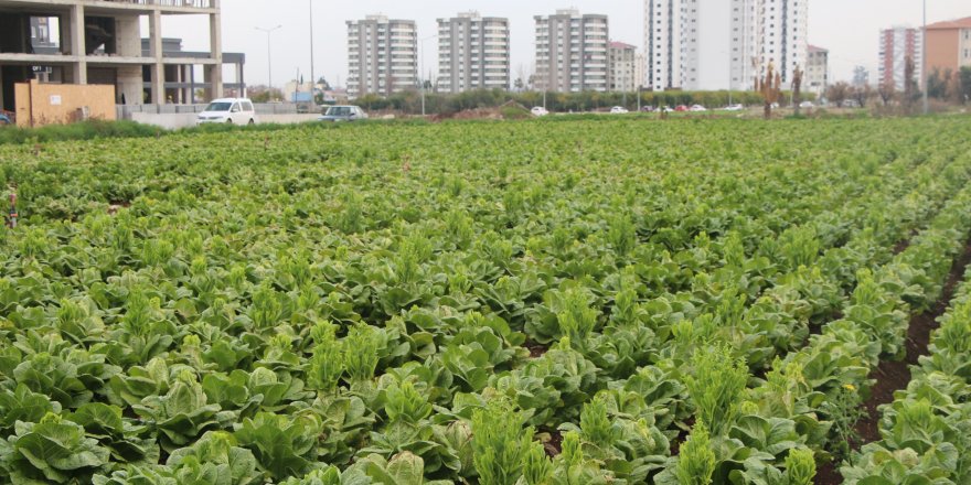 “2050’ye kadar yüzde 60 daha fazla gıda üretimi gerekecek”