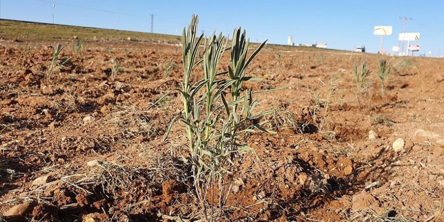 Suruç Ovası'nda dikilen lavantalar hem istihdam hem gelir kapısı olacak