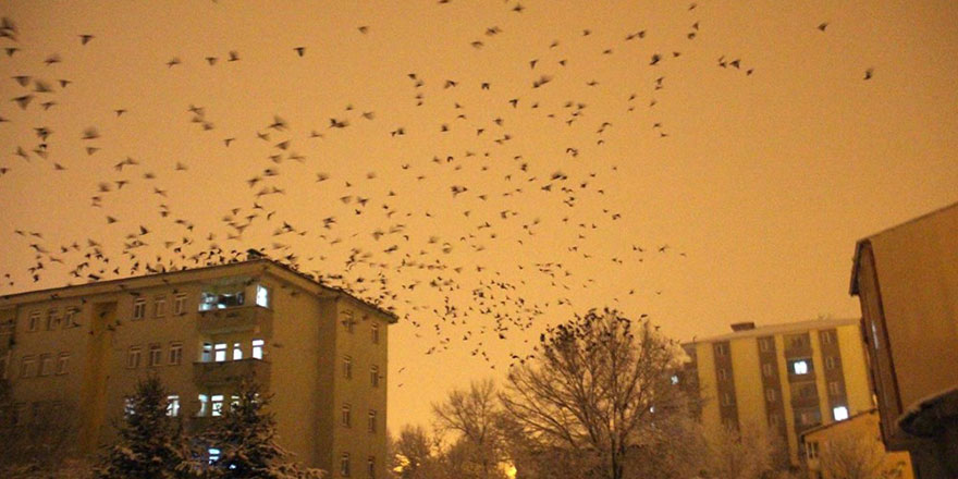 Ardahan semalarını kargalar doldurdu