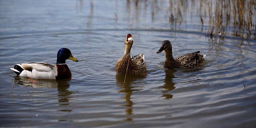 Kırklareli'nde avcılar longoz ormanlarına 900 ördek bıraktı
