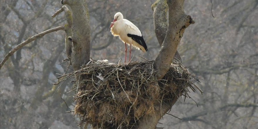 Havaların ısınmasıyla leylekler Kızılırmak Deltası'na dönmeye başladı