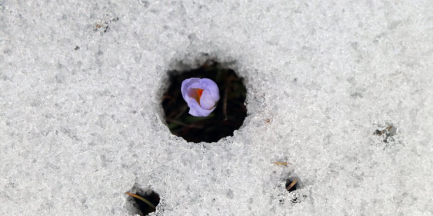 Bolu'nun göz alıcı yaylalarından Sarıalan'da iki mevsim bir arada yaşanıyor