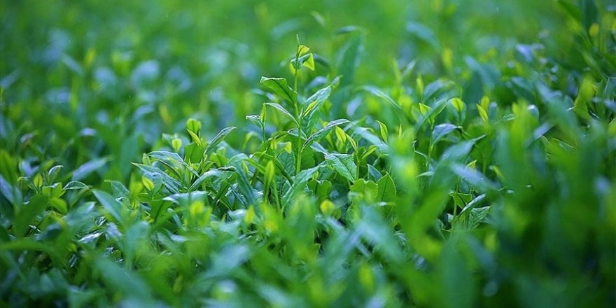 Türk çayı ihracatı 2021'in iki ayında 3,1 milyon dolar kazandırdı