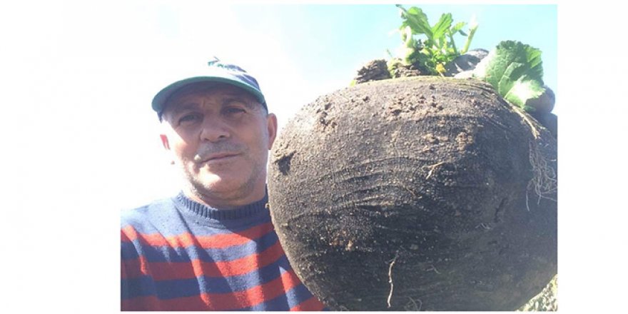 6.5 kiloluk turp görenleri hayrete düşürüyor